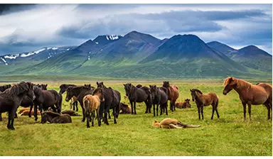 Chevaux d'Islande