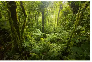 Nature au Panama