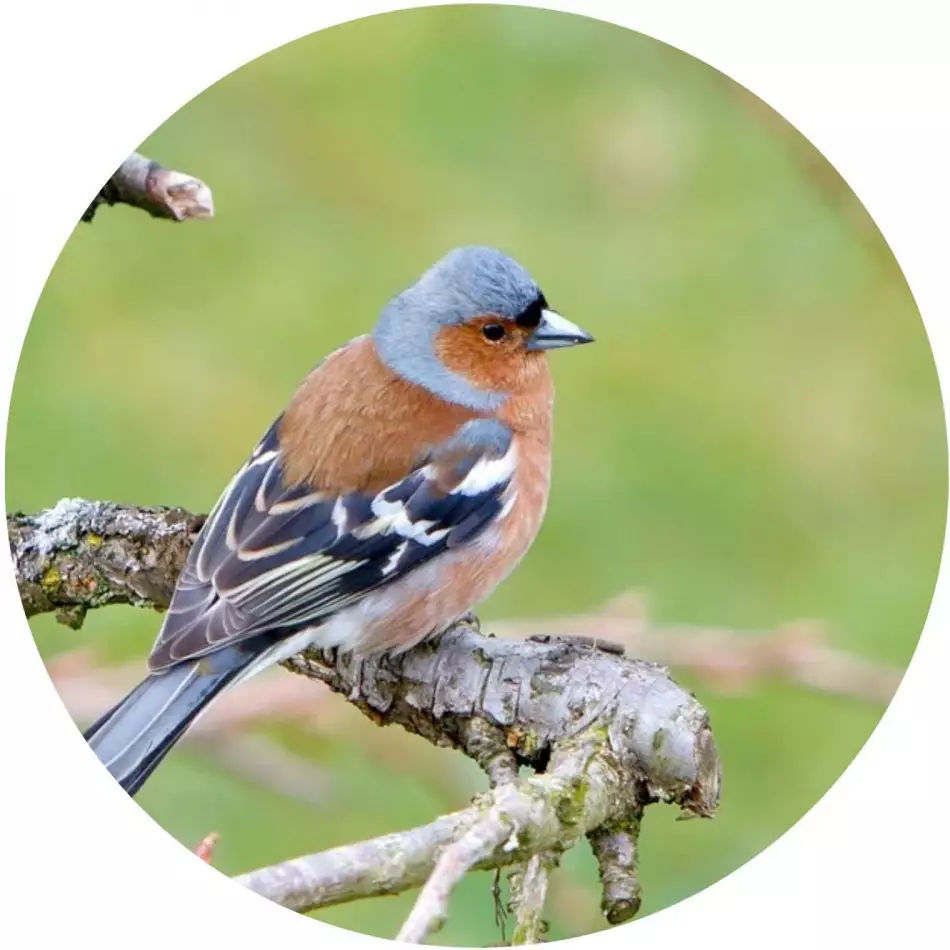 L'une des observations de la faune de Charles Darwin