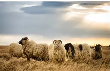 Moutons islandais