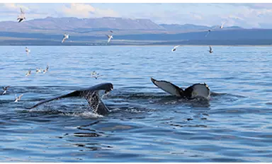 Couple de baleines dans les eaux islandaises