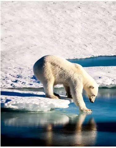 Spitzberg : terre des ours