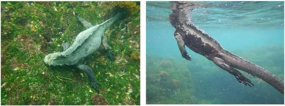 La faune des Galapagos dans l'objectif de Marianne Duruel