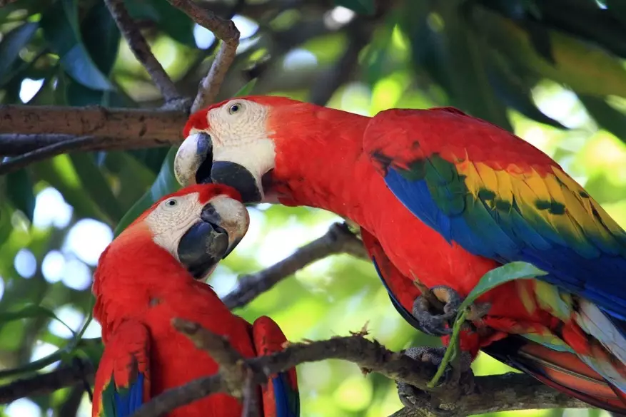 Perroquets du Costa Rica