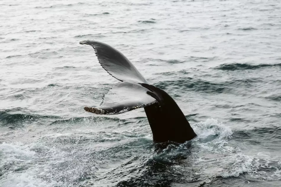 Baleine dans les eaux islandaises