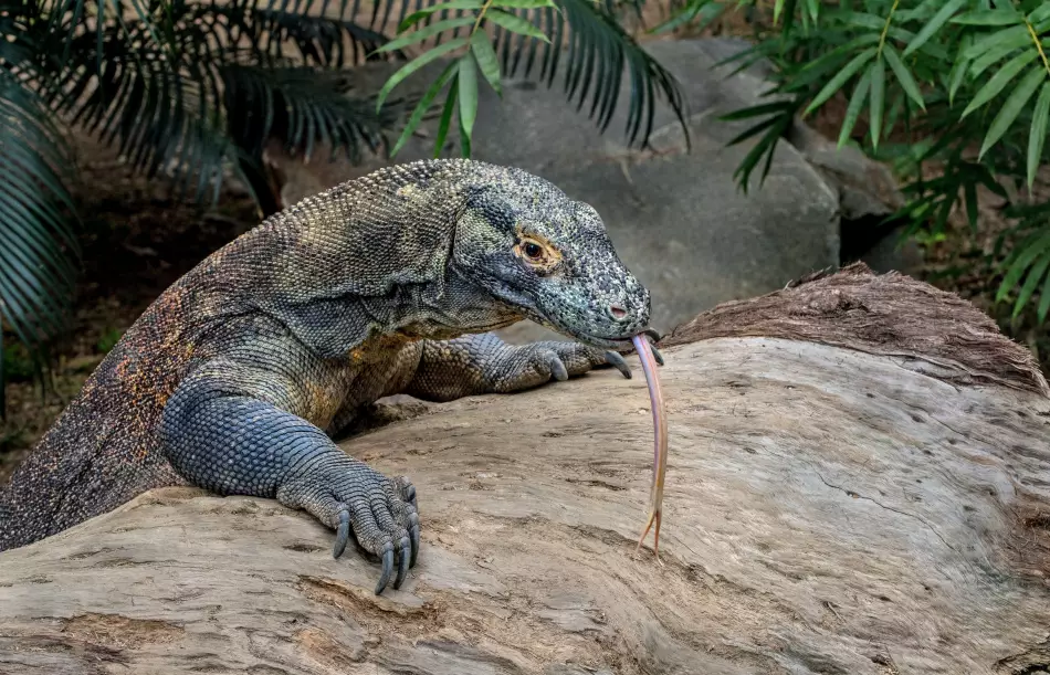 Le dragon de Komodo, île de Komodo, Indonésie