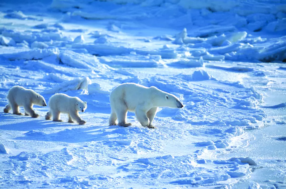 Ours polaires, seigneurs de l'Arctique