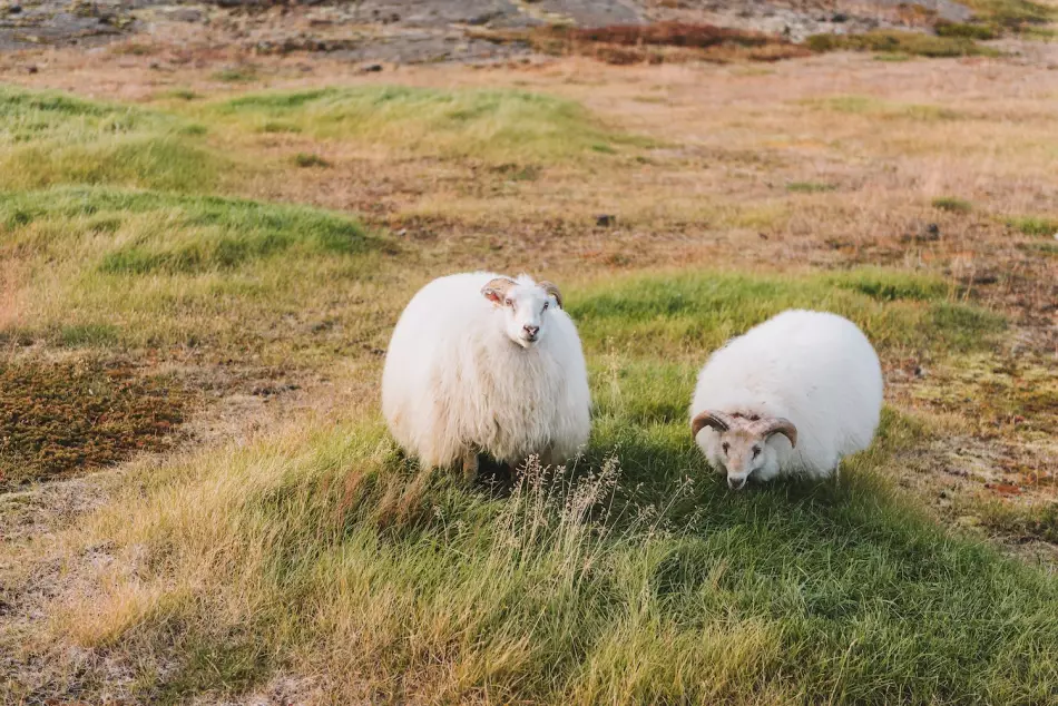 Mouton islandais
