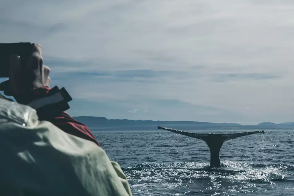 Observation des baleines au large de l'Islande