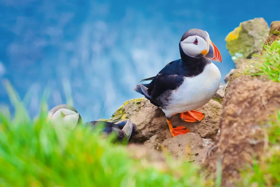 La richesse de la faune islandaise ne serait pas sans ses incroyables oiseaux