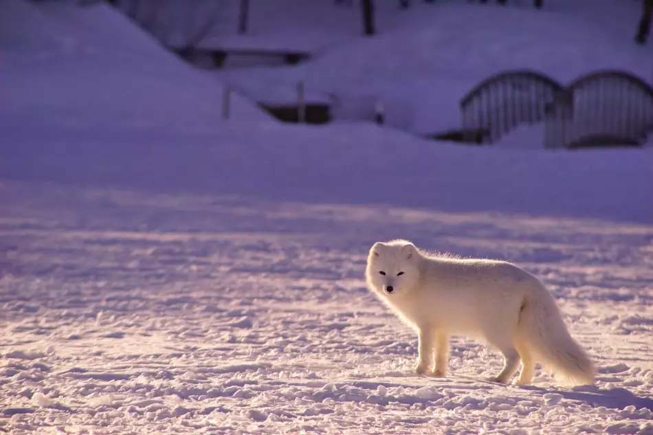 Le renard arctique dans un paysage enneigé de l'Islande