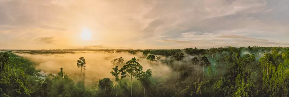La Forêt amazonienne, Amérique du Sud