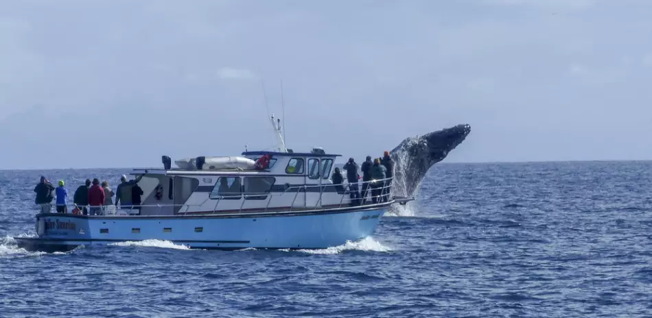 Observation d'une baleine depuis un bateau