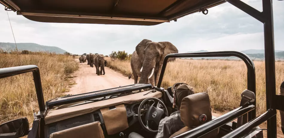 Rencontre avec un troupeau d'éléphants au cours d'un safari