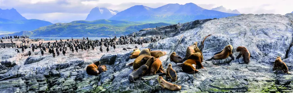 Lions de mer et manchots, canal de Beagle, Patagonie