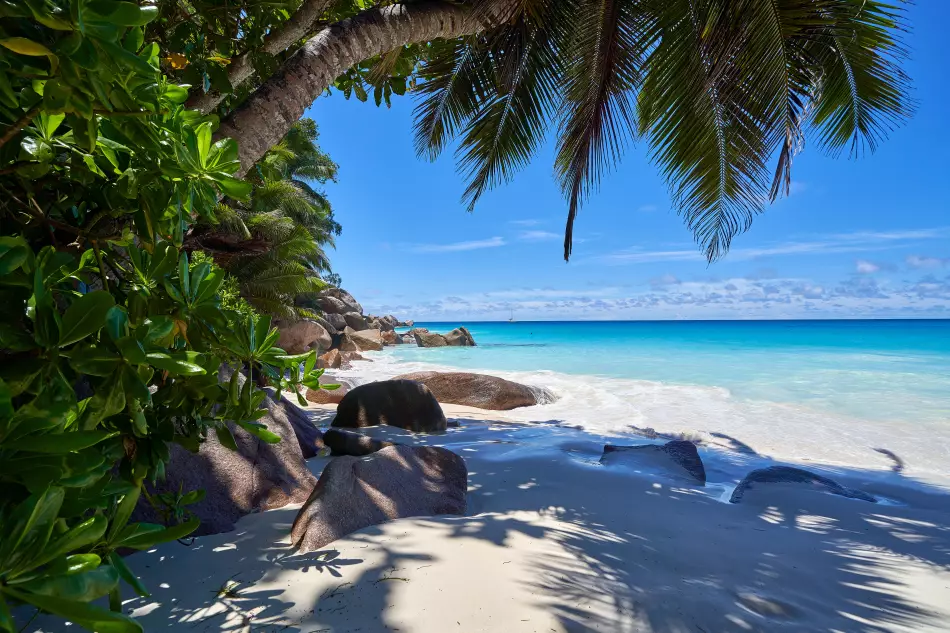 Cocotier et plage de l'Île Praslin aux Seychelles
