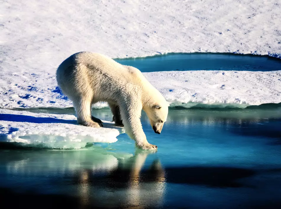 Ours polaire, l'emblème des terres de l'Arctique