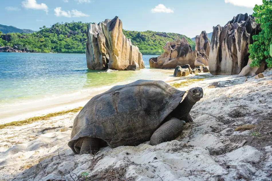 Tortue sur une plage des Seychelles