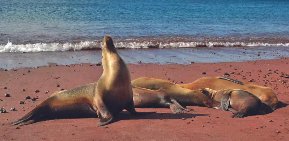 Plage de Rabida, îles des Galápagos, Equateur