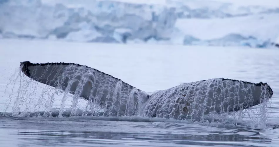 L'un des fabuleux spectacles observables en Antarctique
