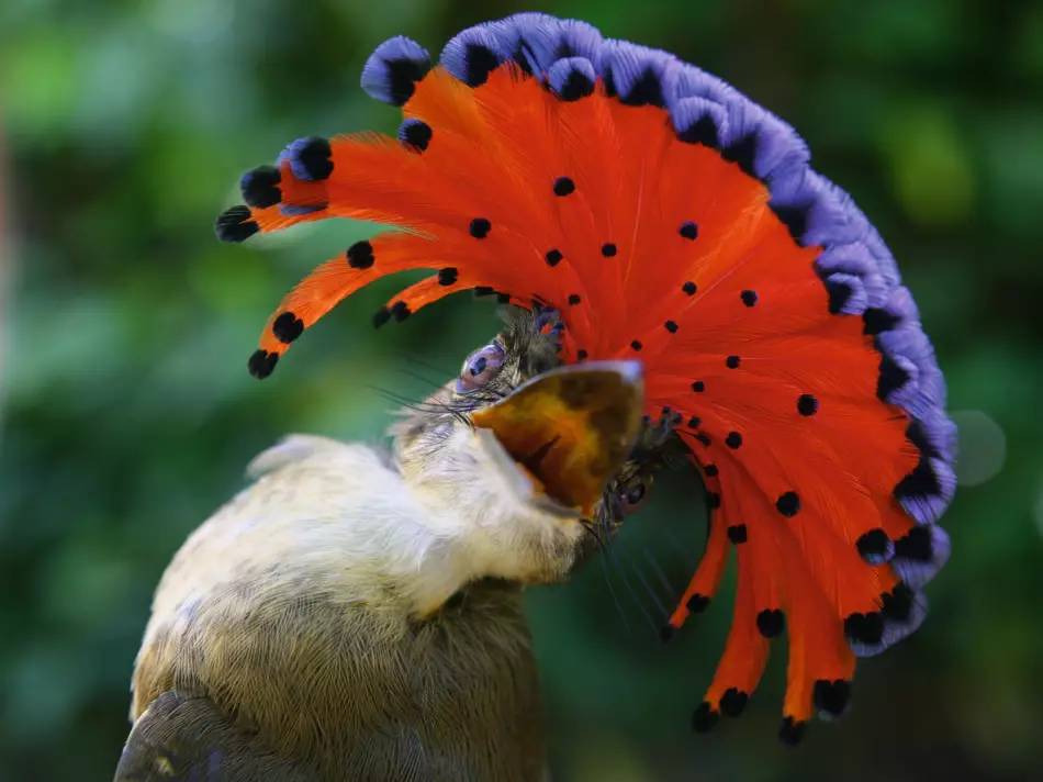 Faune ou flore du Costa Rica ?