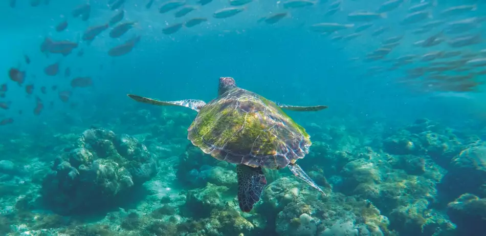 L'incroyable faune des Galápagos