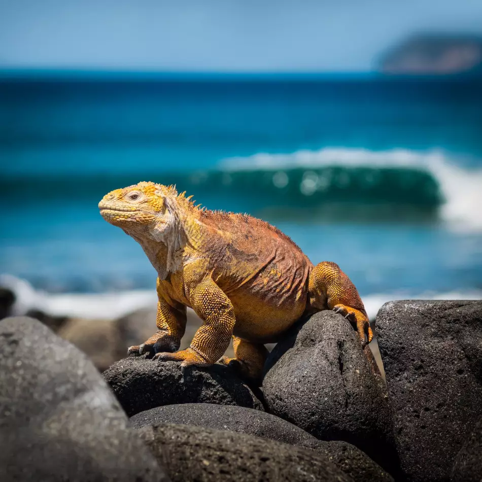 La magnificence de la faune sur toutes les îles de l'archipel