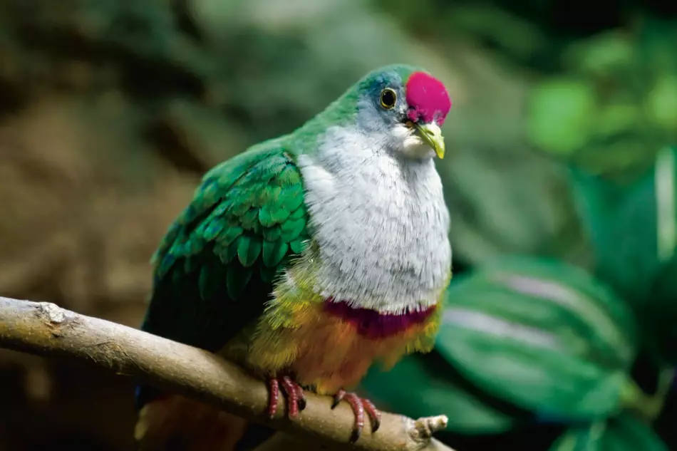 Oiseau coloré de Polynésie