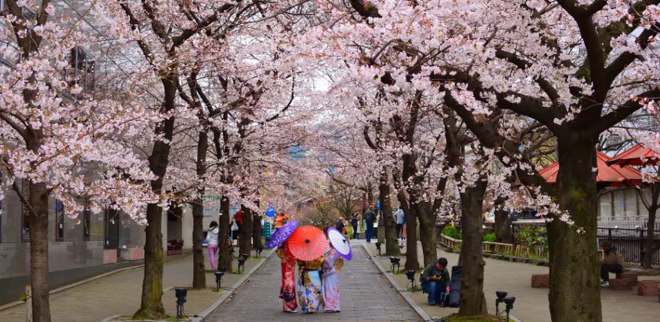Allée de Sakura au Japon