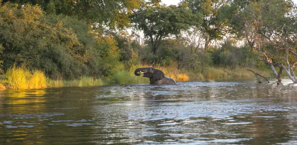 Au fil du Zambèze vous serait amener à faire des rencontres avec la faune sauvage