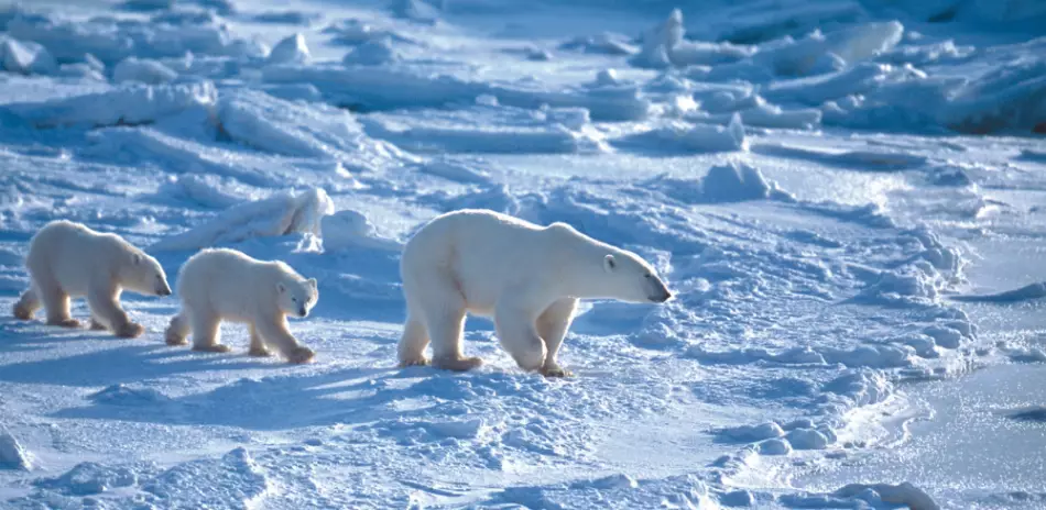 Ours polaire avec ses petits, île de Spitzberg, dans l'archipel du Svaltard, Norvège