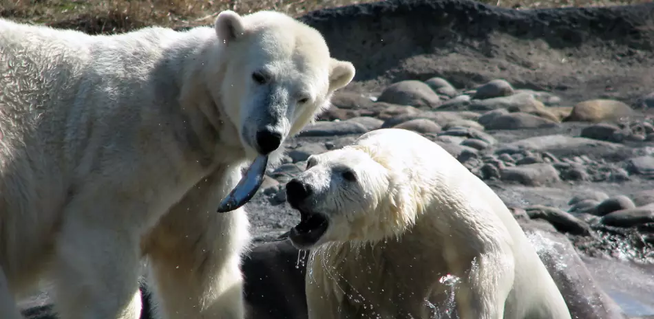 Un couple d'ours polaires chassant le poisson