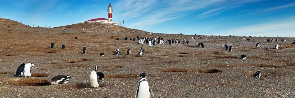 L'île de Magdalena se visite idéalement lors de la période de nidation : parfaite pour l'observation