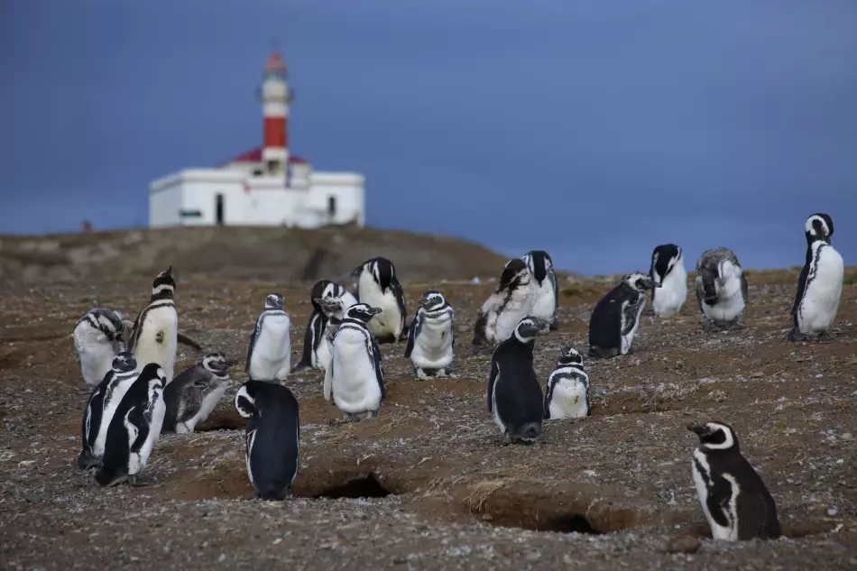 À la rencontre des manchots de la colonie de l'Île Magdalena