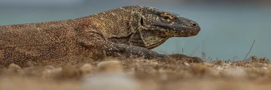 Ile de Komodo, terre du Dragon du Komodo, Indonésie