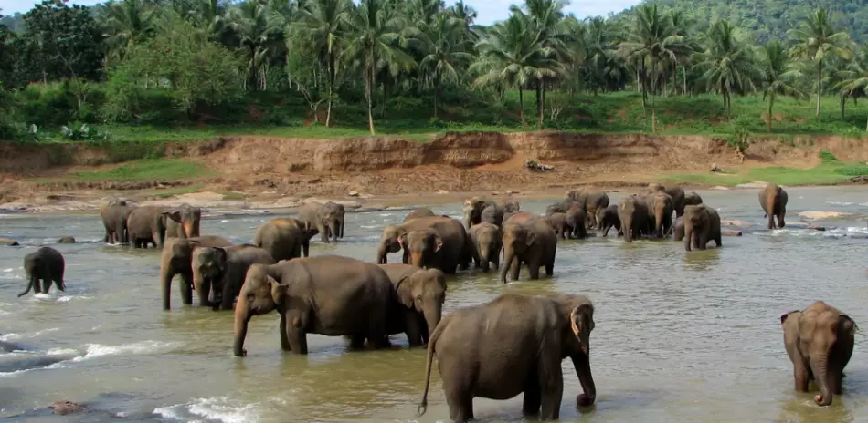 Orphelinat d'éléphants à Pinnawala, Sri Lanka