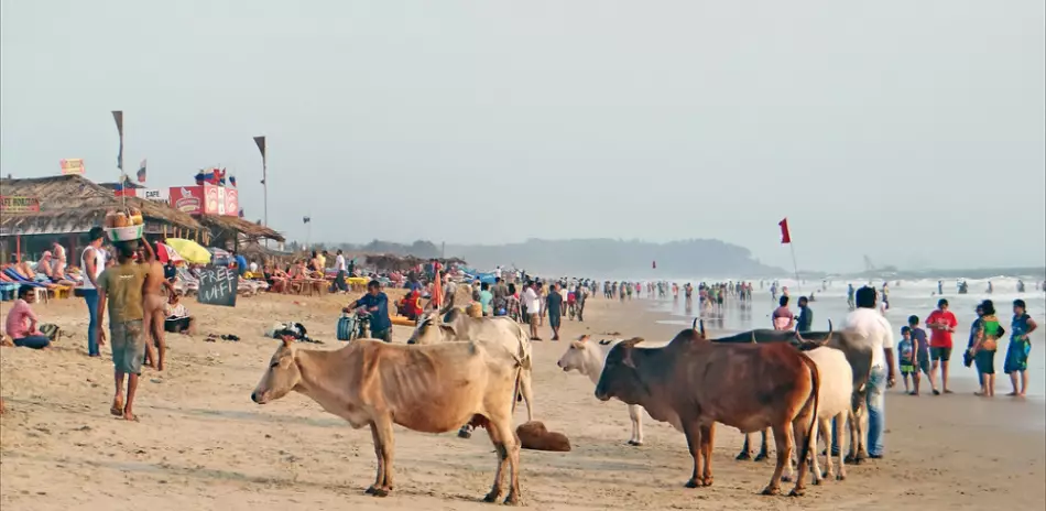 La présence de vaches sur la plages de Goa n'est pas rare, Inde