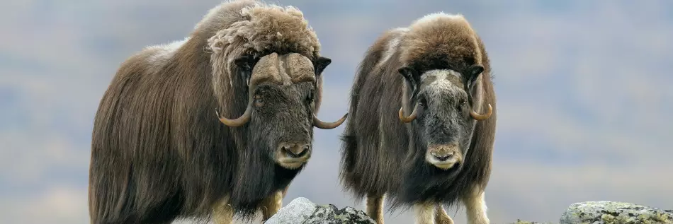 Faune polaire : les animaux du Grand Nord et de l'Antarctique