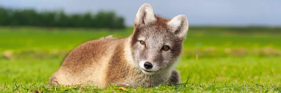 Le renard polaire en été