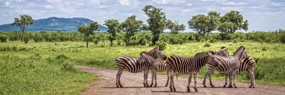 le Parc Kruger, l'une des plus grandes réserves animalières naturelles d'Afrique.
