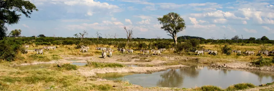 Les zèbres du Parc de Chobe au Botswana