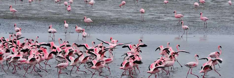 De nombreux flamants roses sont présents sur les plages de la ville