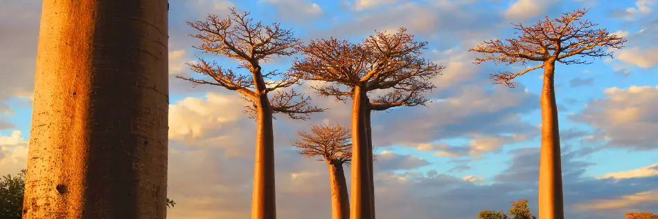 Les baobabs situés à proximité de la ville de Morondava