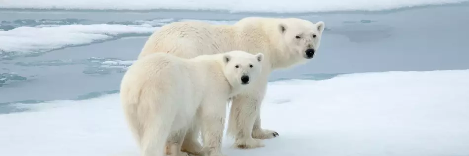 Ours polaires, seigneurs des terres du Grand Nord