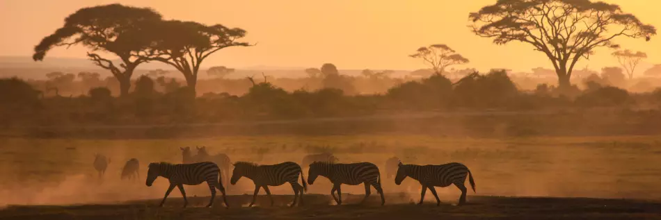 Rencontre avec des zèbres lors d'un safari au Kenya, Afrique