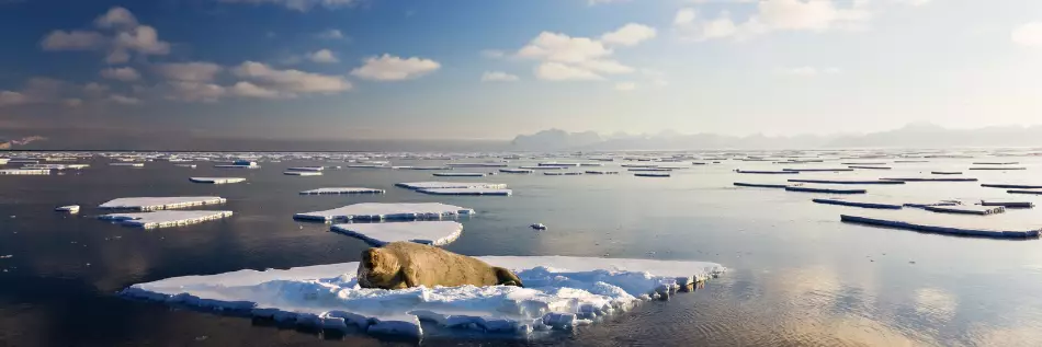 Phoque dans le région arctique du pôle nord