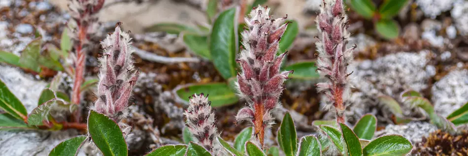 Le saule arctique, un minuscule arbuste pouvant vivre dans des environnements arctiques ou subarctiques