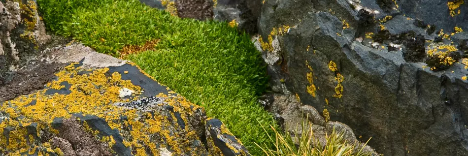 La Sagine antarctique est une plante à fleurs qui supporte très bien le froid et la haute altitude