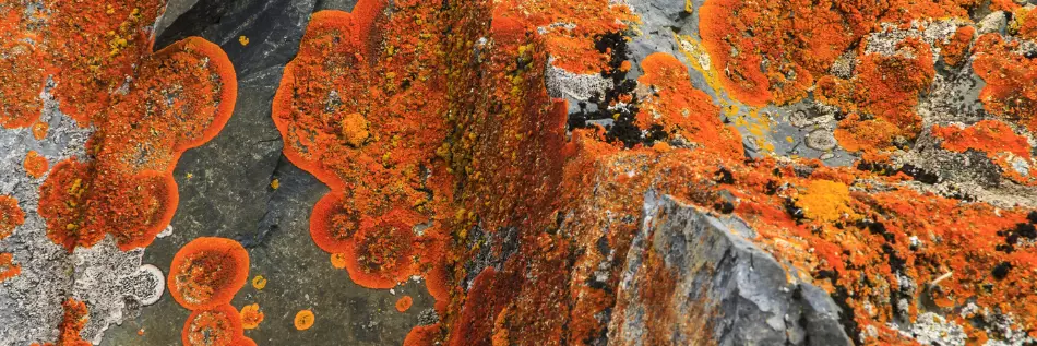 Lichens recouvrant un rocher en Islande, à proximité de la péninsule Arctique