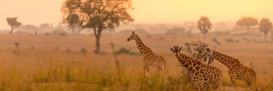 Girafes dans une belle lumière au lever du soleil, Parc national de Murchison Falls, Ouganda